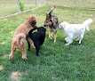 Pet boarding services Milton Manor Pet Resort & Spa in Middle Grove in Saratoga