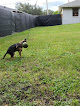 Pet boarding services Mind Your Manners Canine Training- Dog Training And Boarding-family Owned in Lakeland in Polk