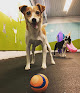 Pet boarding services Mini Mutts Canine Social Club in Tacoma in Washington
