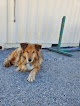 Pet boarding services Mis Amigos Pet Care Center in Arenas Valley in NM