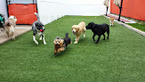 Pet boarding services Miss Emily's Bed & Biscuit in Orlando in Florida