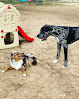 Pet boarding services Missy Liu's Bed & Biscuit in Farmington in Arkansas