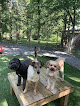 Pet boarding services Molly's Pampered Paws At Arrington in Arrington in Williamson
