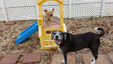 Pet boarding services Mom & Pops Dog Boarding in Baton Rouge in Louisiana