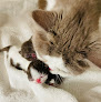 Pet boarding services Mon Chéri Cattery in Booneville in Arkansas