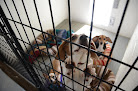Pet boarding services Monrovia Pet Boarding & Grooming in Harvest in Alabama