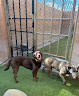 Pet boarding services Monte Vista Pet Lodge in Rio Rancho in Sandoval