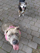 Pet boarding services Montevallo Doghouse + Cats, Llc in Montevallo in Alabama