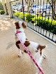 Pet boarding services Moores Mill Animal Hospital in Auburn in Alabama