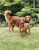Pet boarding services Morgan's Kennel in Grand Rapids in MN