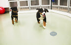 Pet boarding services Morris Animal Inn in Morristown in New Jersey