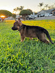 Pet boarding services Mountain Valley K-9 German Shepherd Kennel in Lindsay in CA