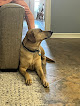 Pet boarding services Mr. Rogers Dog Boarding And Day Care in Queen Creek in Arizona