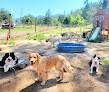 Pet boarding services Mt. Baldy Kennels in Grants Pass in Oregon