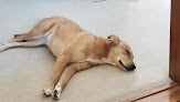 Pet boarding services Mud Creek Kennels, Llc in Larwill in Indiana