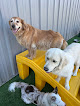 Pet boarding services Muddy Paws Play + Stay in Columbus in MN