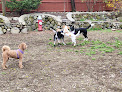 Pet boarding services Muddy Paws in Woburn in MA