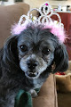 Pet boarding services Murphys Pet & Home Sitting in Murphys in CA
