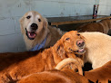 Pet boarding services Must Love Dogs Dog Daycare And Boarding in Fern Park in Florida