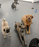 Pet boarding services Mutt Nuts in Brooklyn Park in MN