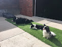 Pet boarding services Muttschool: Dog Training And Behavior in Manhattan in Kansas