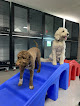 Pet boarding services Mwr All Paws On Deck Doggie Daycare in Newport in RI
