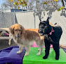 Pet boarding services My 4 Dogs Academy & Spa in Murfreesboro in Rutherford