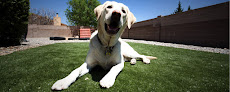 Pet boarding services My Pets Animal Hospital in Lakeland in Polk