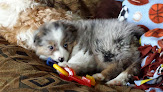 Pet boarding services Mystic Acres Kennel in Spring Hill in Kansas