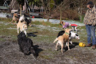 Pet boarding services Mystic Mountain Pet Retreat in Monroe in Washington