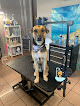Pet boarding services N & N Pet Salon in Carolina in Carolina