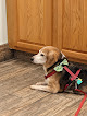 Pet boarding services Nall Daniels Animal Hospital in Birmingham in Alabama