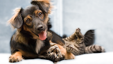 Pet boarding services Nall Hills Animal Hospital in Overland Park in Kansas