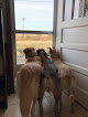 Pet boarding services Nash, Cleveland, & Godfrey Veterinary Clinic in Danville in Kentucky