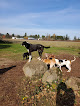 Pet boarding services Natures Acres Boarding Kennels in Damascus in Oregon