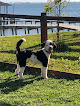Pet boarding services Navarre Beach Pet Resort in Navarre in Florida
