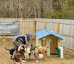 Pet boarding services Neighborhood Pet Care in Rehoboth in Rehoboth