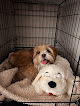 Pet boarding services Nevada Puppy Store in Henderson in NV