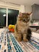 Pet boarding services Nh Siberian Cats & Kittens in Salem in New Hampshire