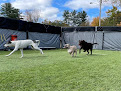 Pet boarding services Nicole's Doggy Daycare in Raymond in New Hampshire