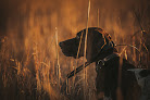 Pet boarding services No Limits Kennels in Heizer in Kansas