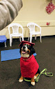 Pet boarding services No Monkey Business Dog Training, Llc in Concord in New Hampshire