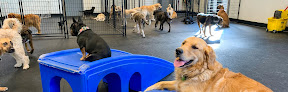 Pet boarding services Noah's Arf in Beaverton in OR