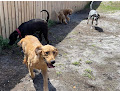 Pet boarding services Noah's Ark Boarding Kennel in DeLand in Florida