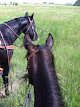 Pet boarding services Noble Naturals Horsemanship And Lodging in Rexburg in Idaho