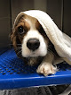 Pet boarding services North Alabama Animal Hospital + Pet Resort in Sheffield in Alabama
