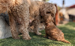 Pet boarding services North Of The River Veterinary Hospital Dr Verga Closed in Bakersfield in CA
