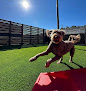 Pet boarding services Northchase Pawville - Pet Boarding, Grooming, & Daycare in Wilmington in NC