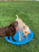 Pet boarding services Northern Paws Pet Lodge in Cadott in Wisconsin