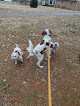 Pet boarding services Northside Pet Services in Indianapolis in Indiana